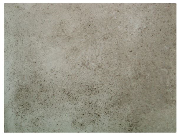 ISSE | Raising Industry Standards